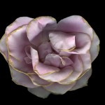 Jay Ruland - Rose 144